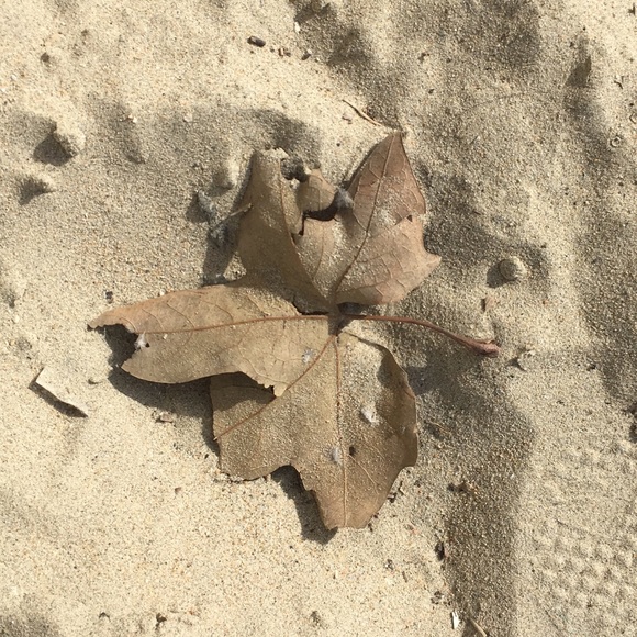 Meet your Posher,  Genisis - Picture 2 of 3